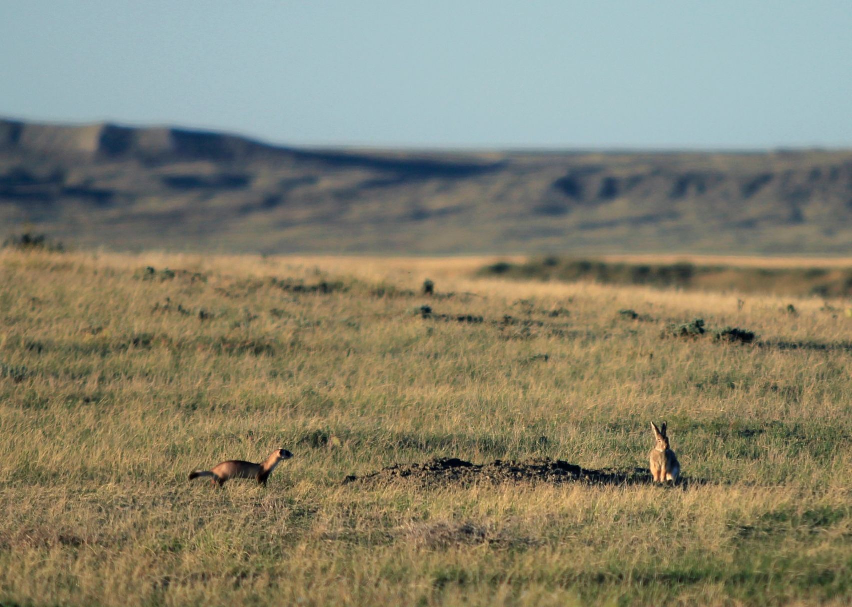 Black-footed ferret and rabbit
